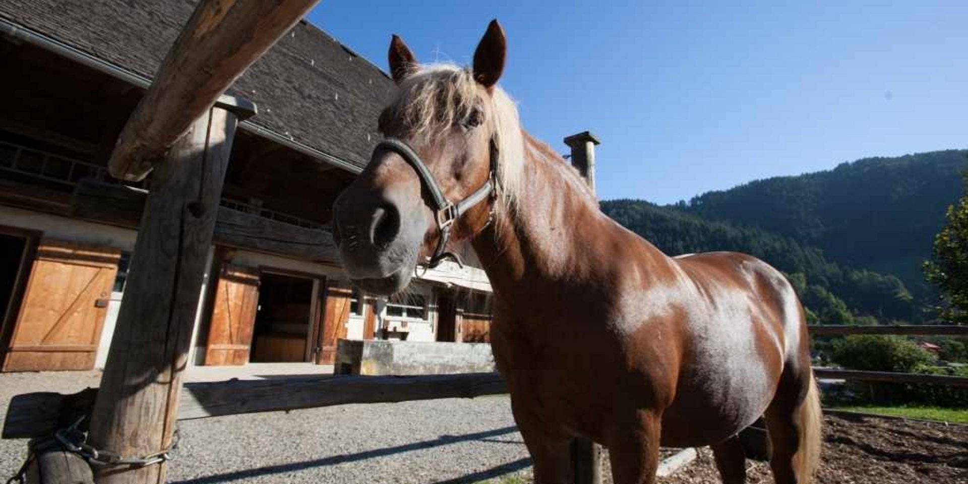 Ein braunes Pferd steht vor einem traditionellen Holzstadel in den Bergen.