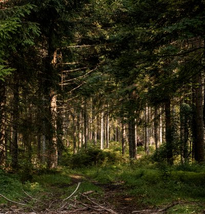 Wald mit vielen Bäumen und Moos auf dem Boden, Sonne bricht zwischen den Bäumen hindurch