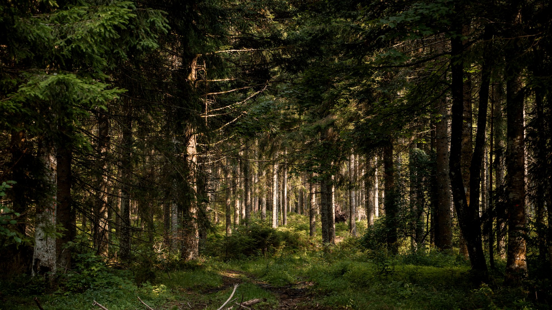 Wald mit vielen Bäumen und Moos auf dem Boden, Sonne bricht zwischen den Bäumen hindurch