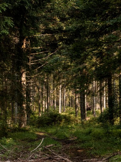 Wald mit vielen Bäumen und Moos auf dem Boden, Sonne bricht zwischen den Bäumen hindurch