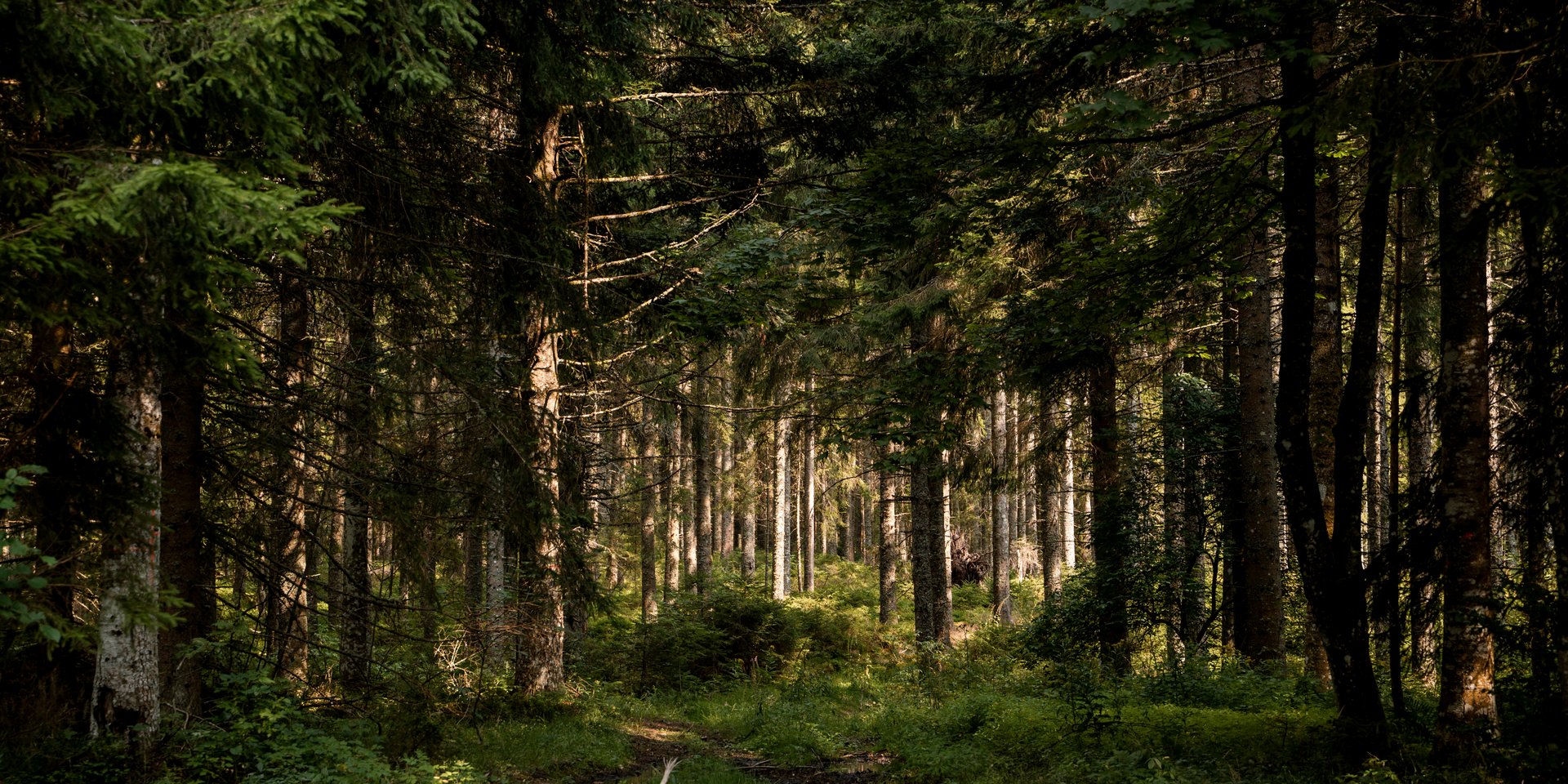 Wald mit vielen Bäumen und Moos auf dem Boden, Sonne bricht zwischen den Bäumen hindurch