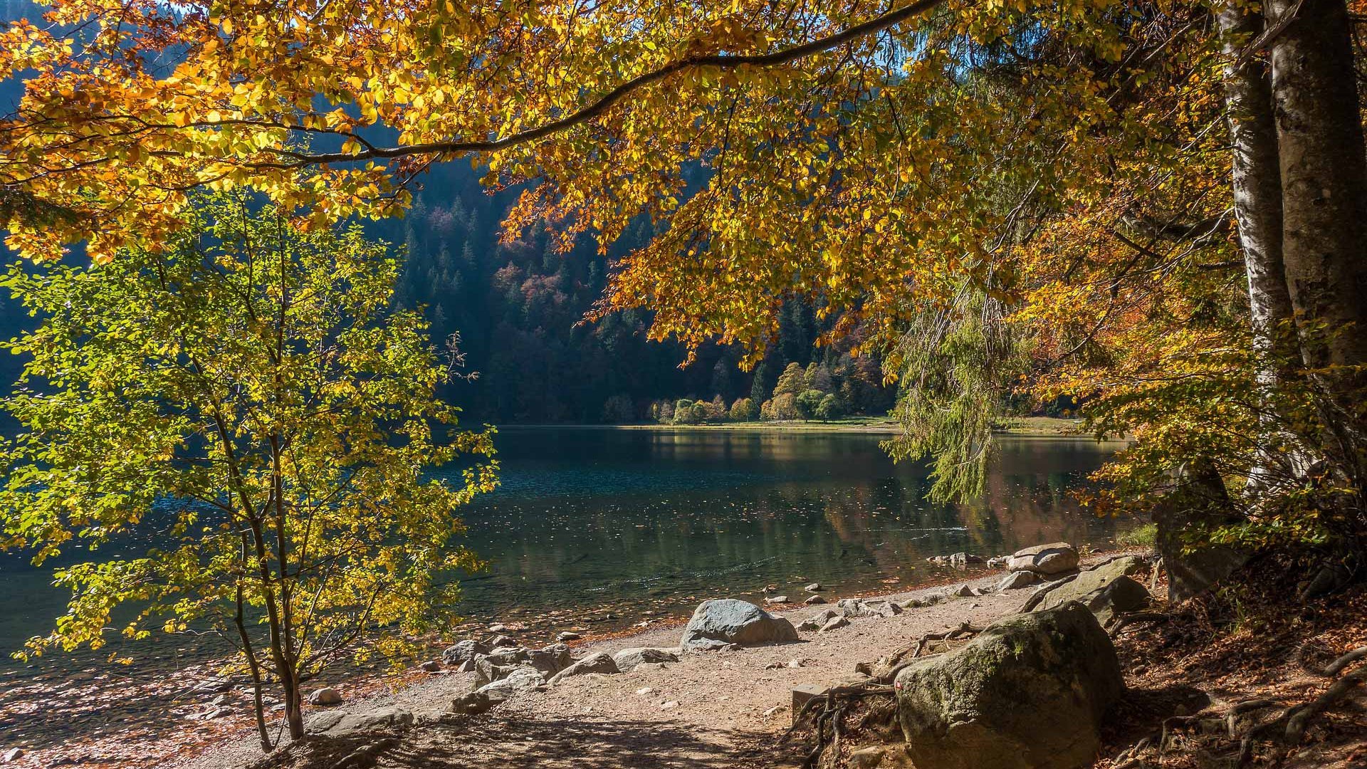 Idyllisches Seeufer im Herbst mit bunten Bäumen und klarem Wasser im Schwarzwald.