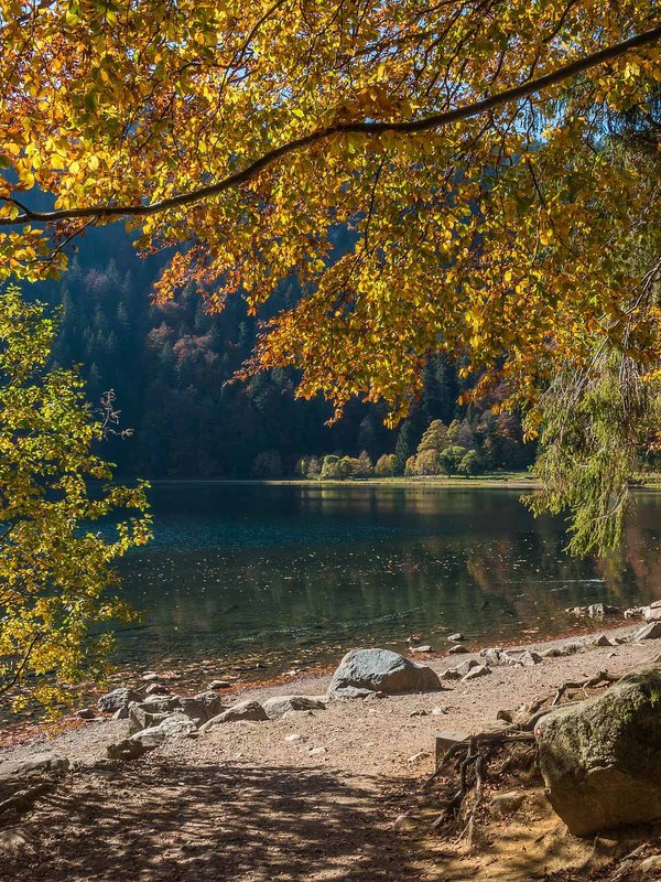 Idyllisches Seeufer im Herbst mit bunten Bäumen und klarem Wasser im Schwarzwald.
