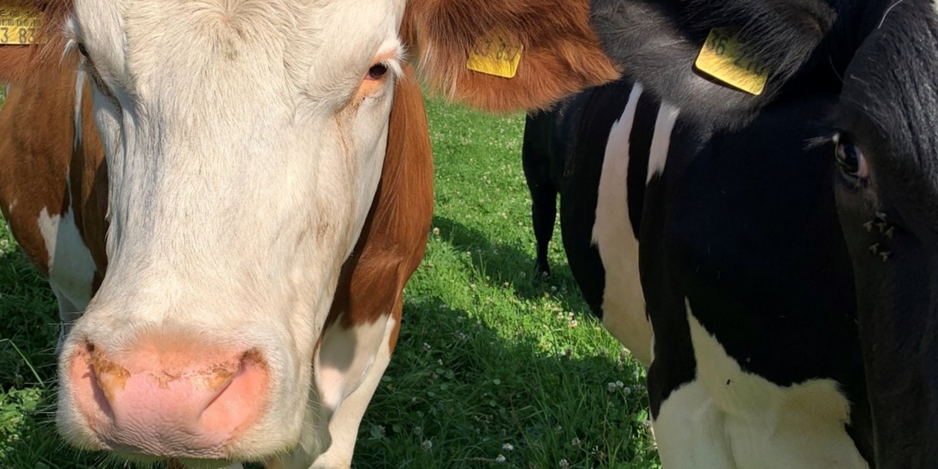 Zwei neugierige Kälber blicken aus ihrem Stall auf dem Käppelehof beim Hotel Vier Jahreszeiten.