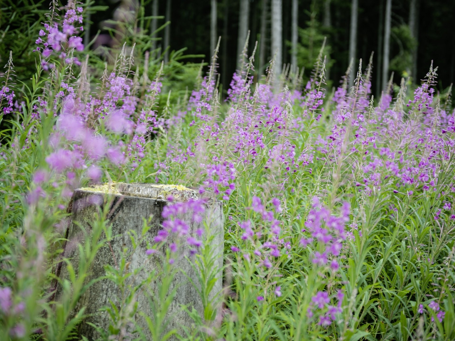 Frühlingserwachen im Schwarzwald mit blühenden lila Blumen im Wald.