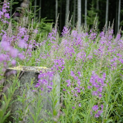 Frühlingserwachen im Schwarzwald mit blühenden lila Blumen im Wald.