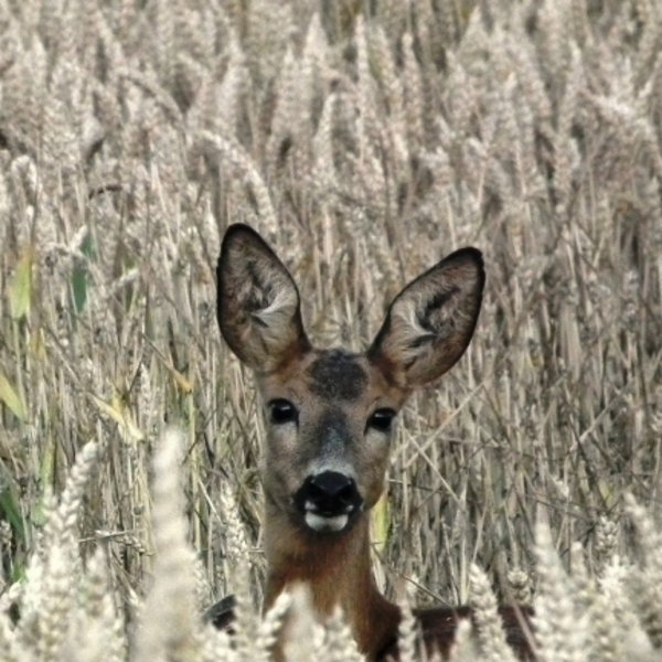 Ein junges Reh blickt aufmerksam aus einem hohen Grasfeld.