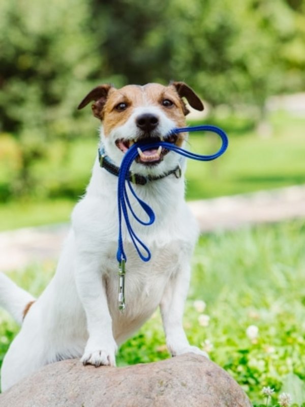 Ein kleiner weißer Jack Russell hält seine Leine im Maul und wartet auf einer sonnigen Wiese.