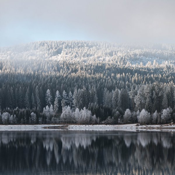 Winterlicher Wald der sich im See spiegelt 