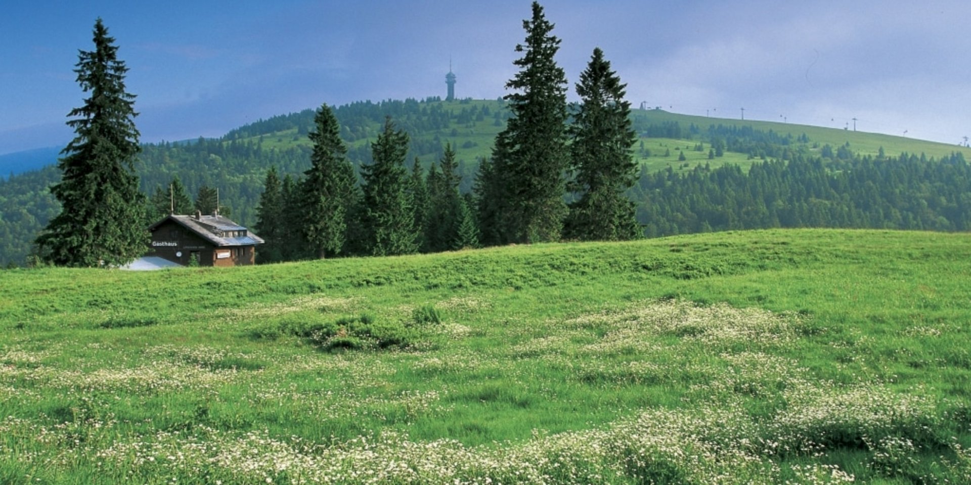 Grüne Bergwiesen und Tannen am Feldberg – typisches Schwarzwald-Mittelgebirge.