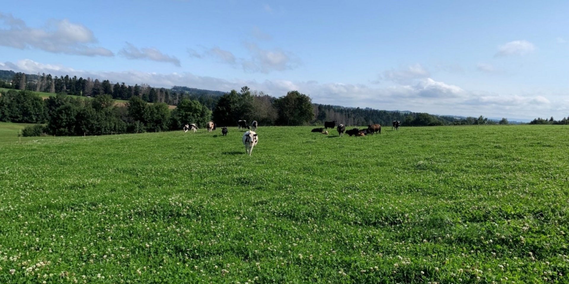 Idyllischer Blick über die weitläufigen Weideflächen des Käppelehofs im Schwarzwald.