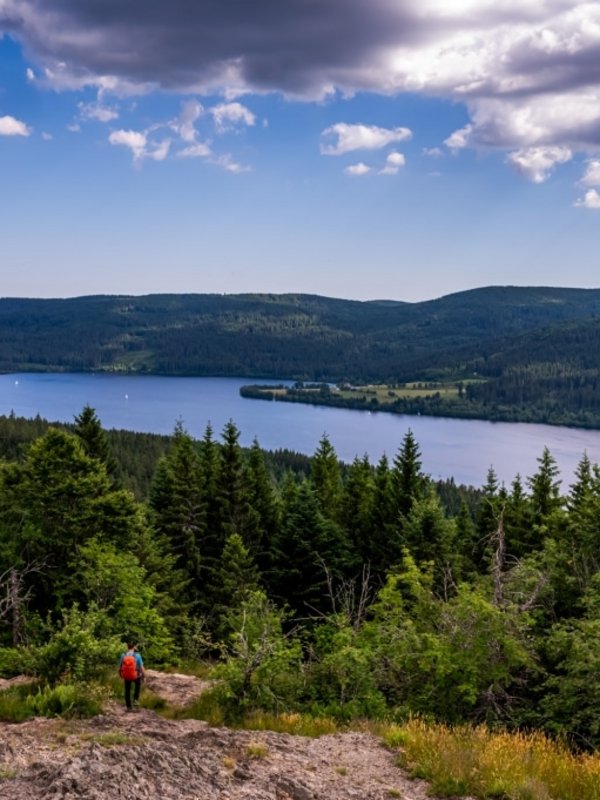 Die bewaldete Küstenlinie des Schluchsees unter einem strahlend blauen Himmel im Sommer.