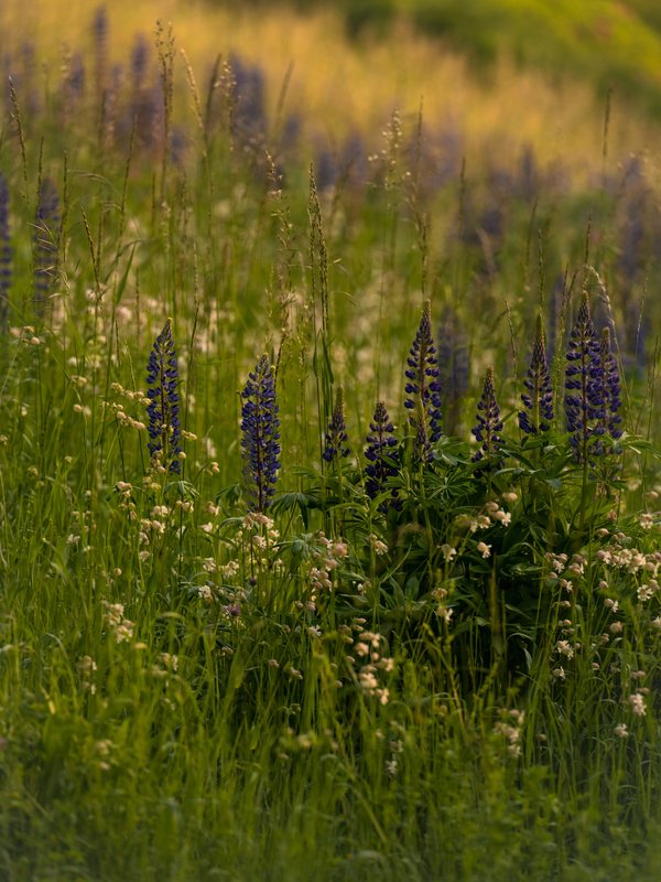 Detailaufnahme von Wildgräsern und lila Blumen auf einer Sommerwiese im Schwarzwald.