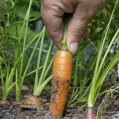 Eine Hand zieht eine frische, orangefarbene Karotte direkt aus der dunklen Erde im Garten.