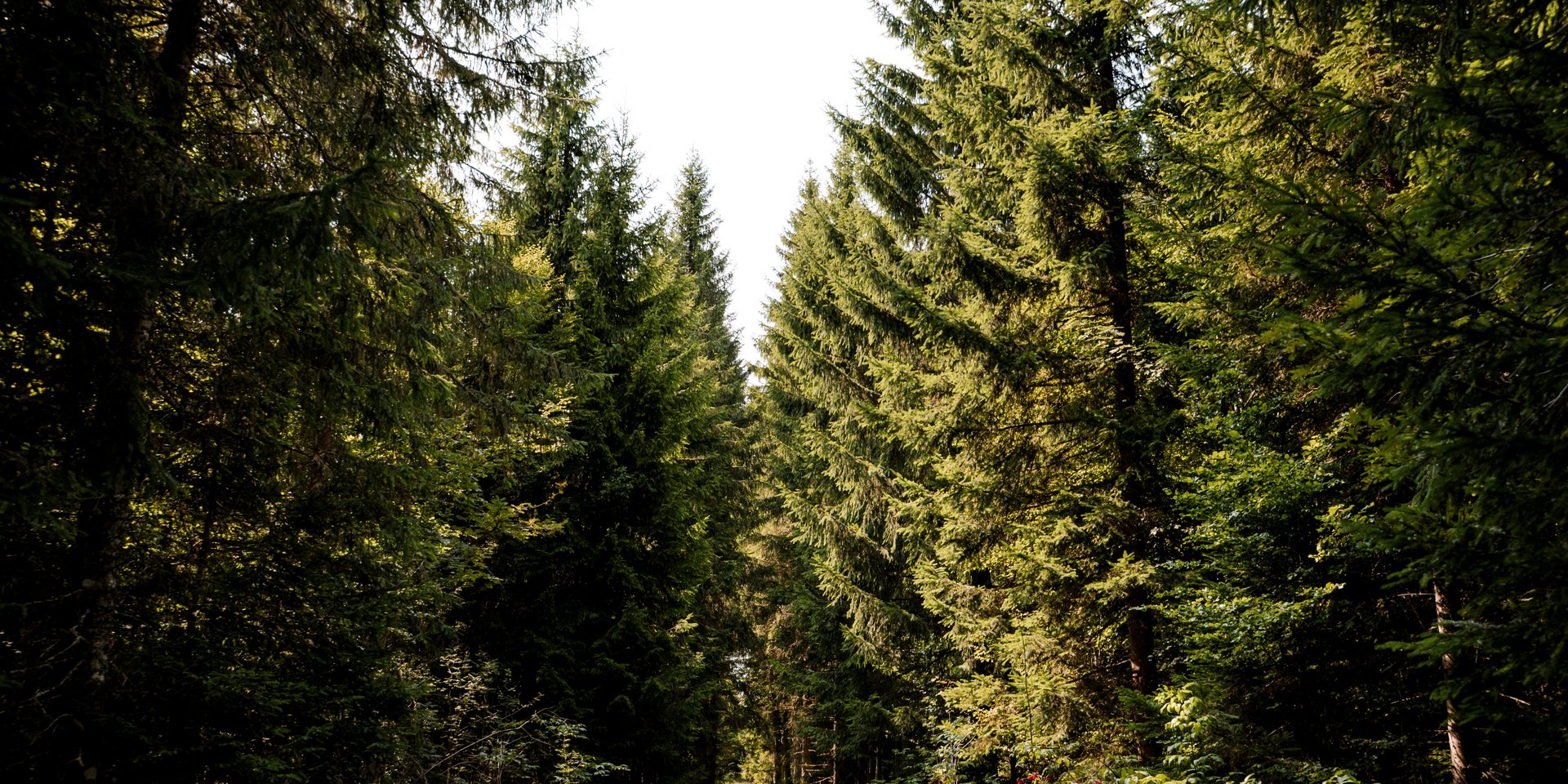 Ein sonniger Waldweg führt durch einen dichten Nadelwald.