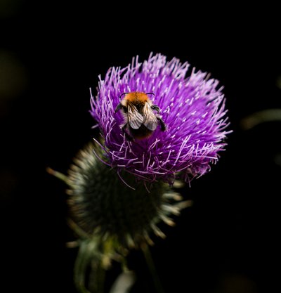Hummel auf lila Distel