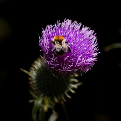 Hummel auf lila Distel