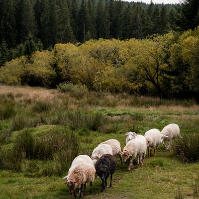 Eine Gruppe Schafe wandert über eine grüne Lichtung im Schwarzwaldwald.