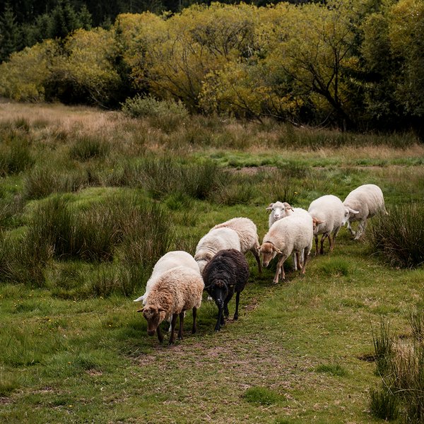 Eine Gruppe Schafe wandert über eine grüne Lichtung im Schwarzwaldwald.
