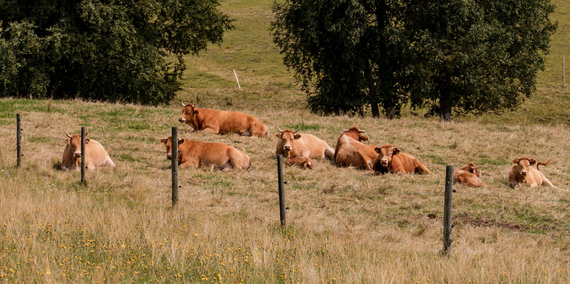 Eine Herde Kühe grast friedlich auf einer weitläufigen Bergwiese im Schwarzwald.