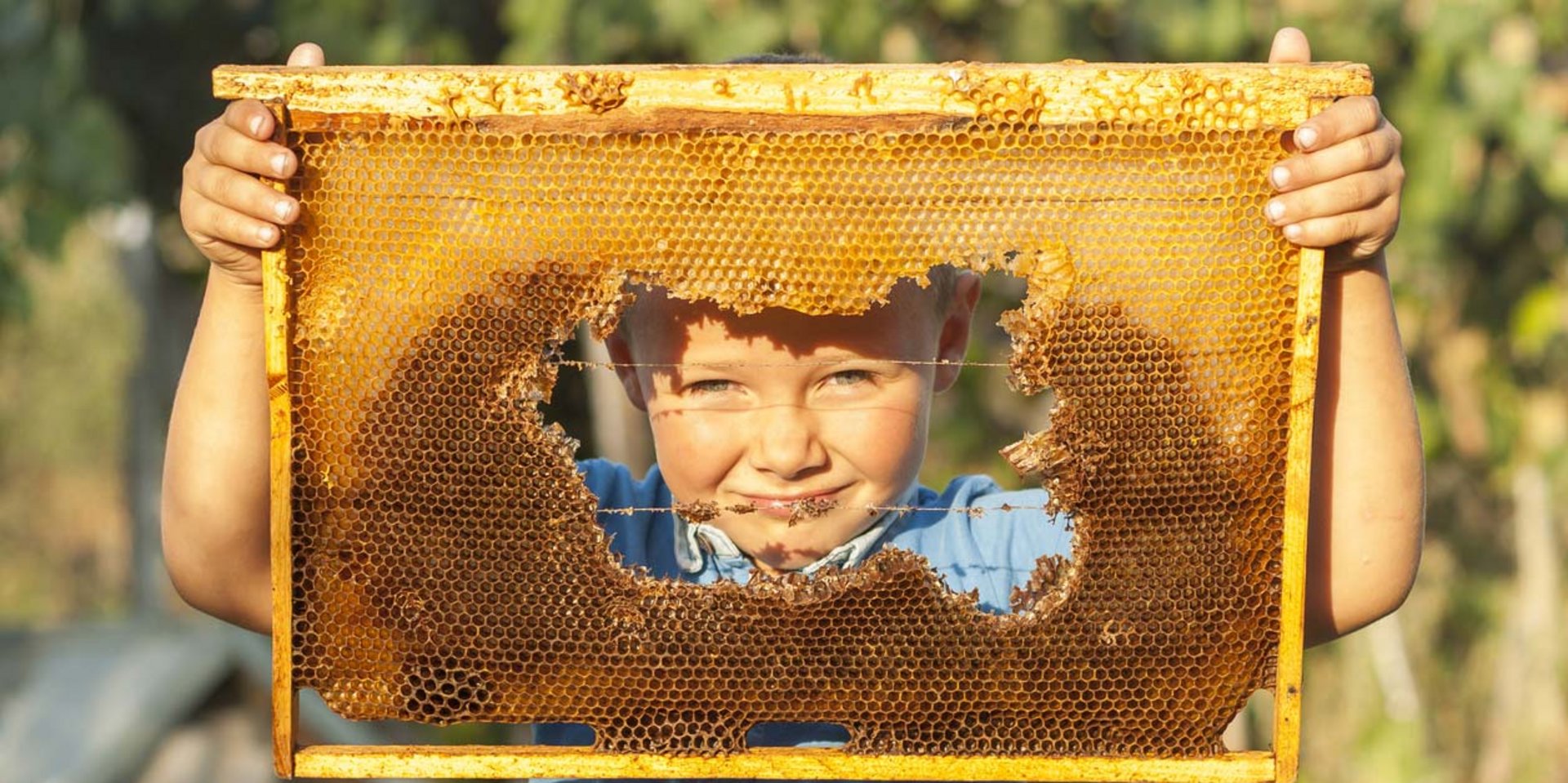 Ein Kind betrachtet neugierig eine Bienenwabe in einem Holzrahmen bei einem Ausflug im Schwarzwald.