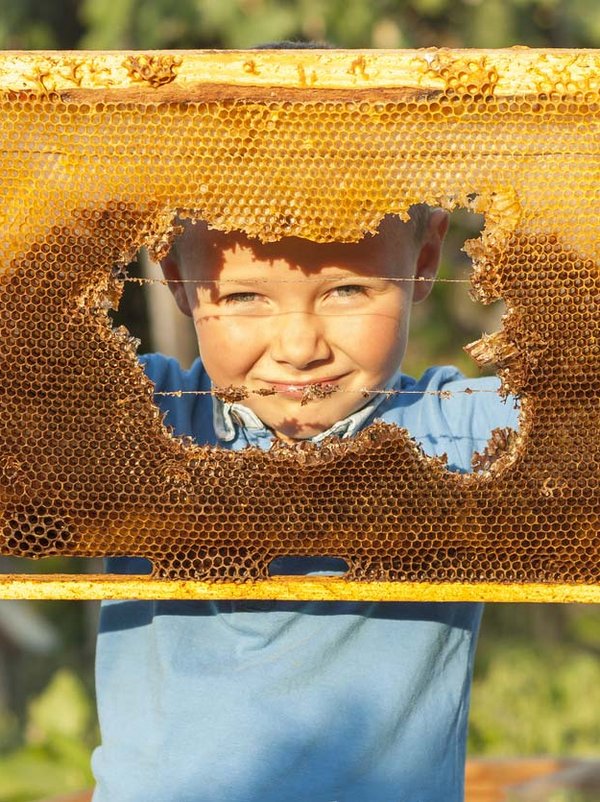 Ein Kind betrachtet neugierig eine Bienenwabe in einem Holzrahmen bei einem Ausflug im Schwarzwald.