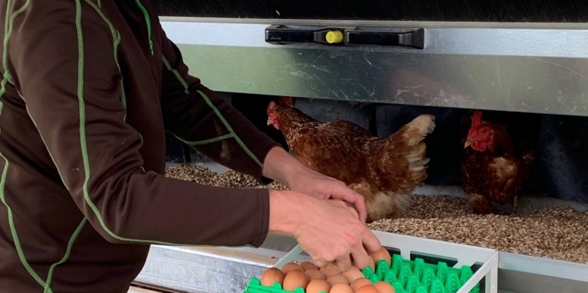 Ein Bauer kümmert sich um die Hühner im modernen Stall des Käppelehofs am Schluchsee.
