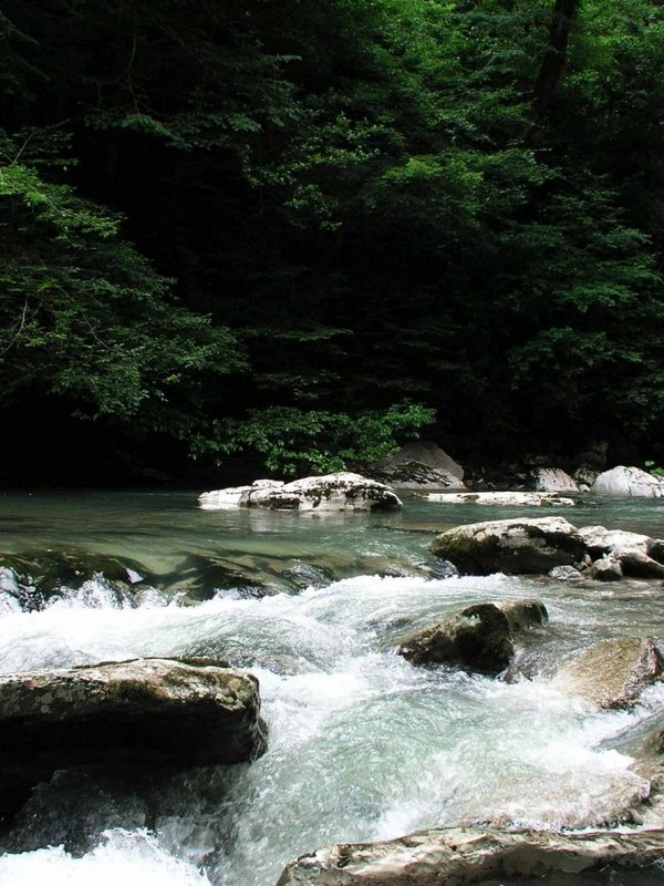 Ein breiter Gebirgsfluss fließt über Steine durch ein dicht bewaldetes Tal im Schwarzwald.
