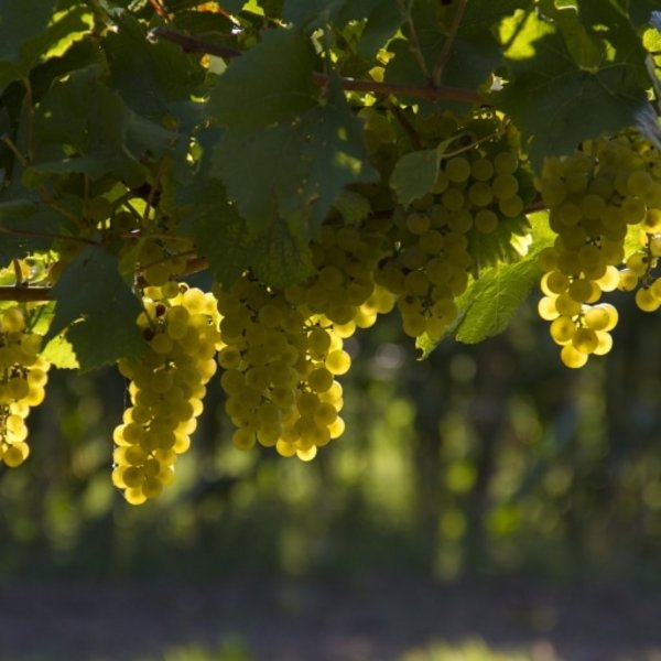 Nahaufnahme von hellen, sonnenbeschienenen Weintrauben, die reif zur Ernte an den Reben hängen.