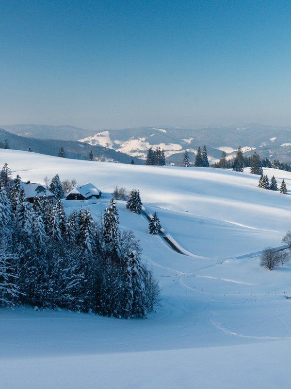 Panorama-Ansicht einer weiten, verschneiten Schwarzwald-Landschaft unter klarem blauem Himmel.