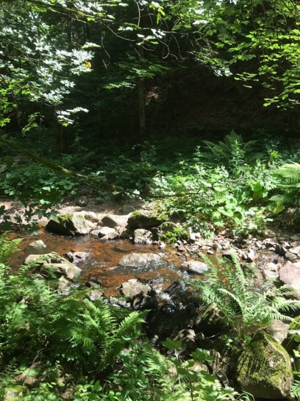 Ein ruhiger Wasserlauf im Wald, umgeben von dichtem Grün und Farnen im Schwarzwald.