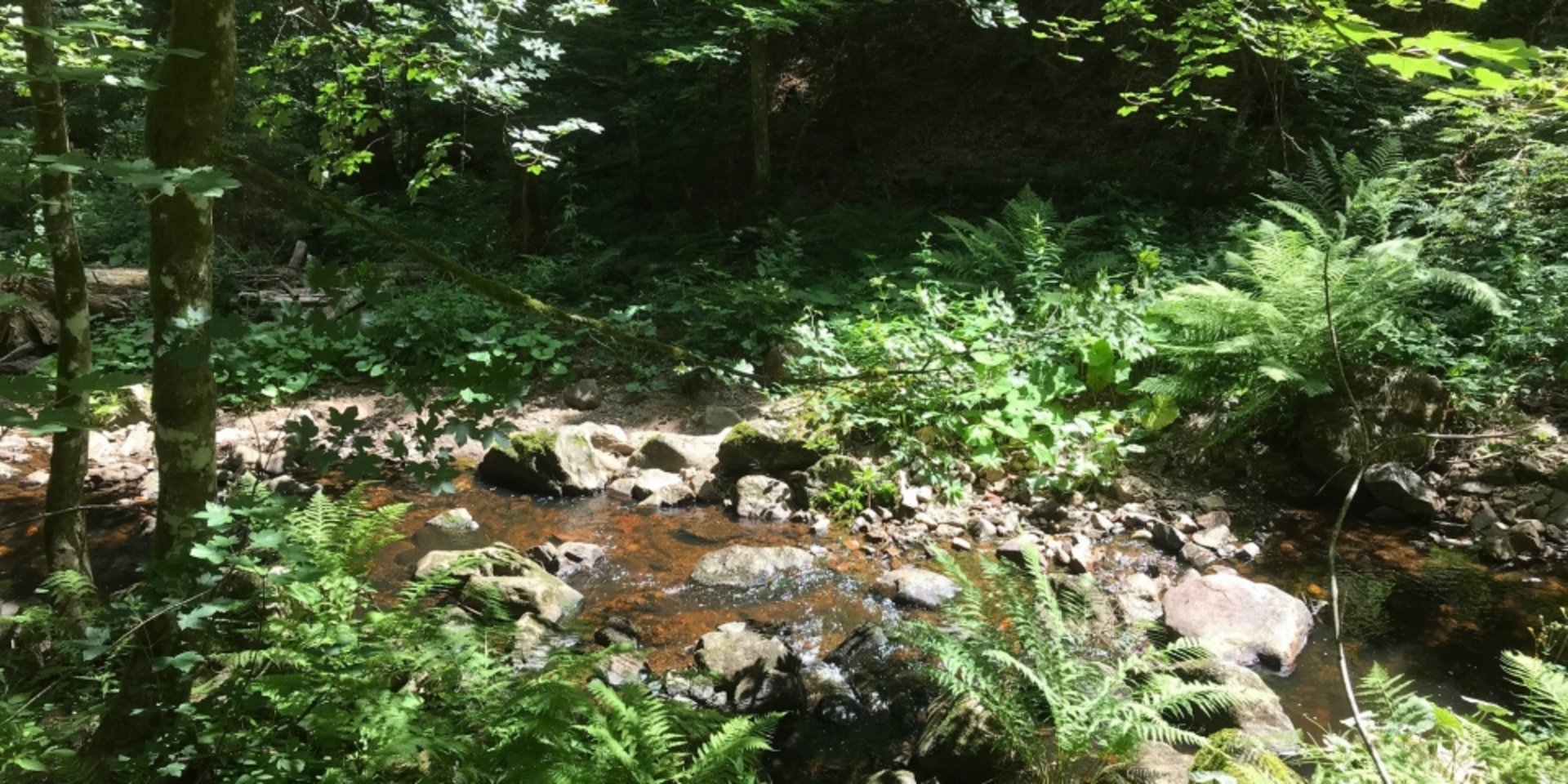 Ein ruhiger Wasserlauf im Wald, umgeben von dichtem Grün und Farnen im Schwarzwald.