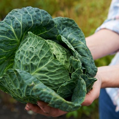 Eine Person hält einen großen, frischen Wirsingkopf auf einem Feld in den Händen.
