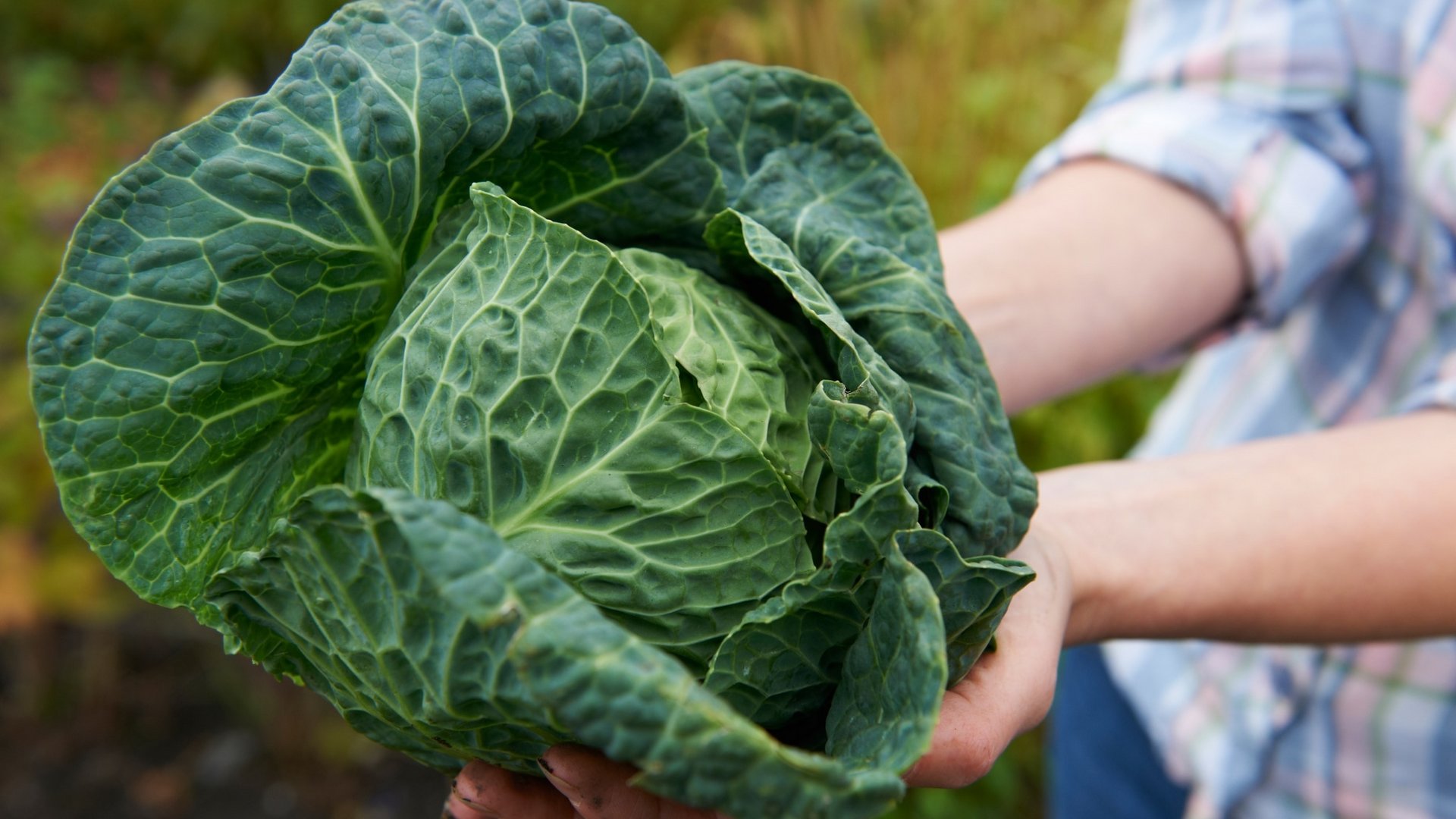 Eine Person hält einen großen, frischen Wirsingkopf auf einem Feld in den Händen.