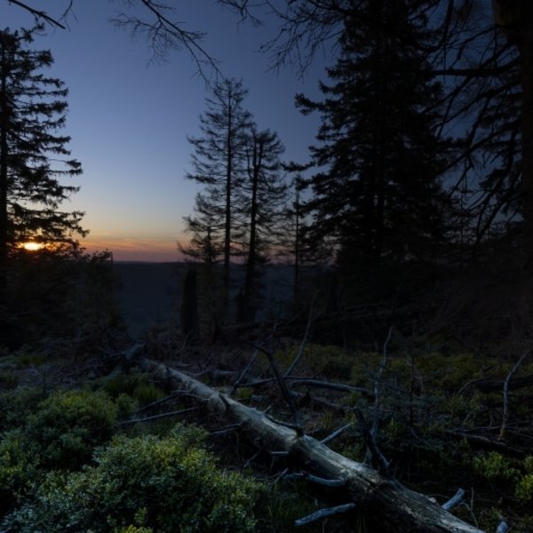 Dämmerung im Schwarzwald mit Blick über dunkle Baumwipfel während einer Nachtwanderung.