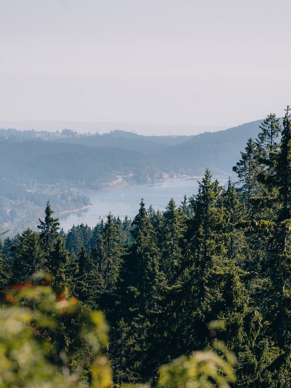 Blick über Fichtenwald zum Schluchsee