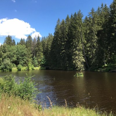 Blick auf einen ruhigen Waldsee, in dem sich die hohen Tannen des Schwarzwaldes spiegeln.