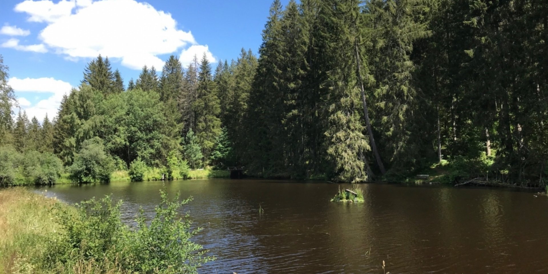 Blick auf einen ruhigen Waldsee, in dem sich die hohen Tannen des Schwarzwaldes spiegeln.