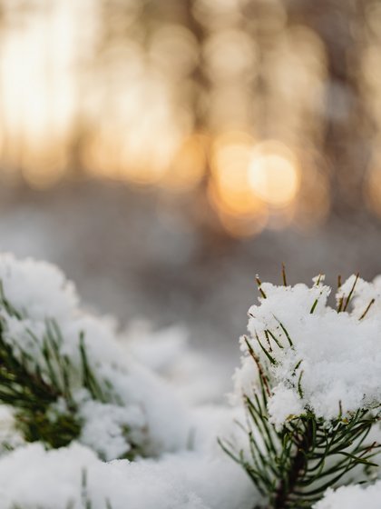 Tanne im Schnee mit Wald im Hintergrund 