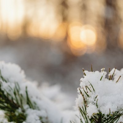 Tanne im Schnee mit Wald im Hintergrund 