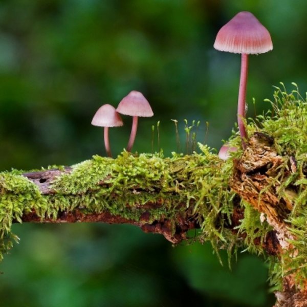 Eine Gruppe kleiner Waldpilze auf einem grünen Moosteppich im Schwarzwald.