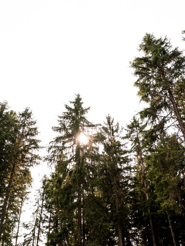 Hohe Fichten im Schwarzwald strecken sich gegen den hellen Sommerhimmel.