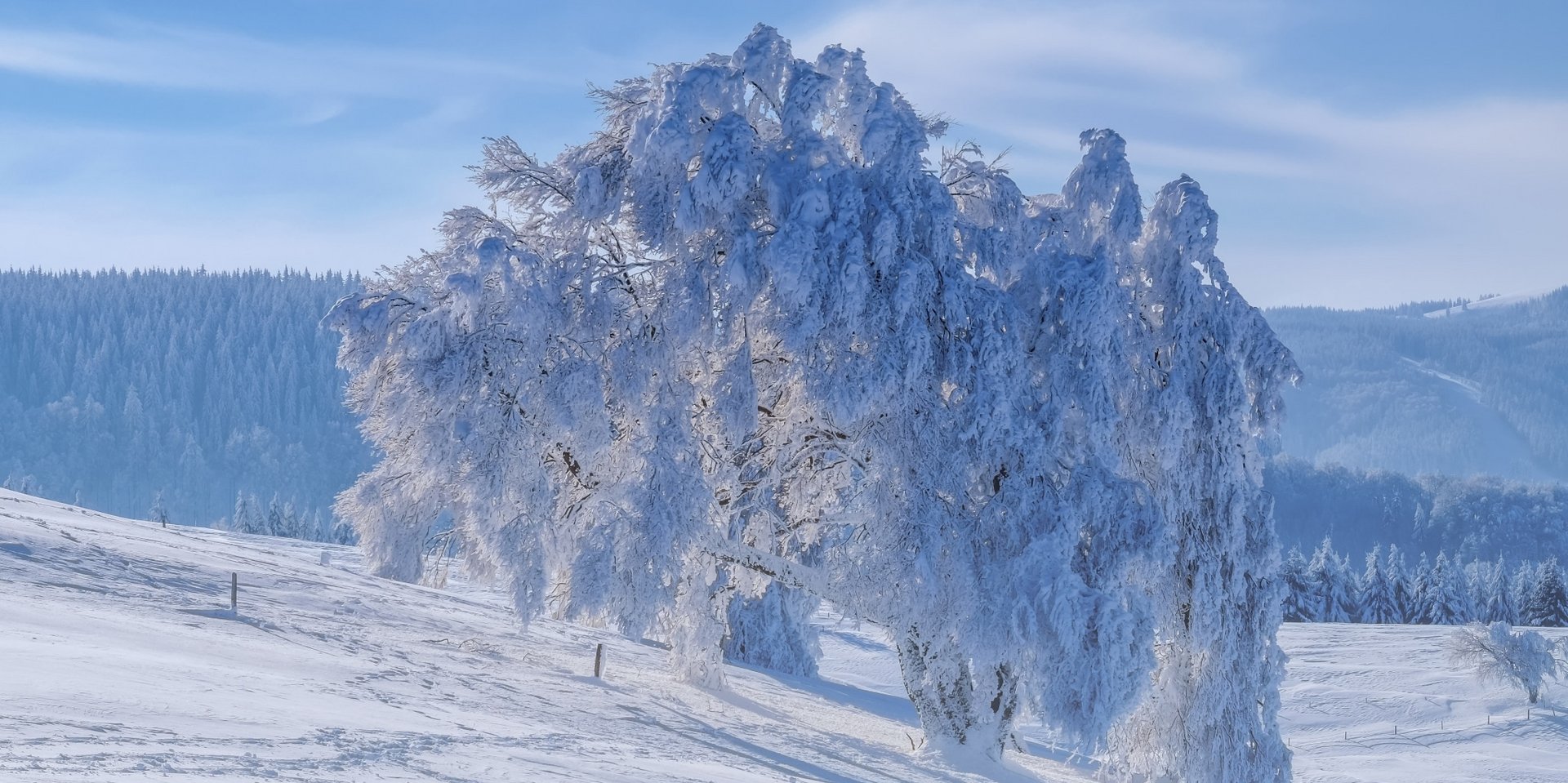 Ein prachtvoll mit dickem Neuschnee beladener Nadelbaum vor blauem Winterhimmel.