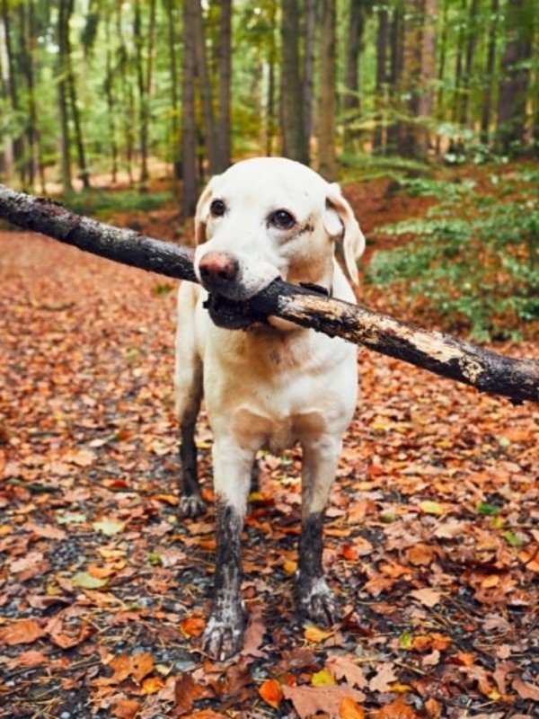 Ein goldener Retriever trägt stolz einen großen Ast durch das herbstliche Laub im Wald.