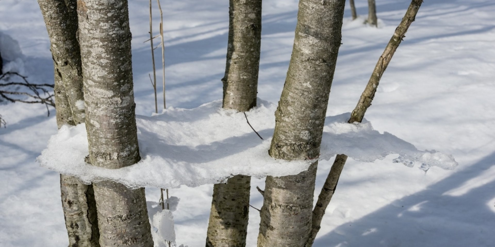 Verschneite Baumstämme in einem ruhigen Winterwald im Schwarzwald.