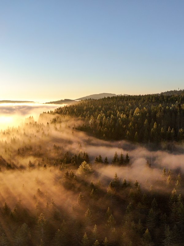 Schwarzwald-Landschaft mit Nebel und Sonne