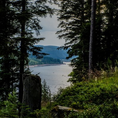 Blick durch die Tannen auf den Schluchsee