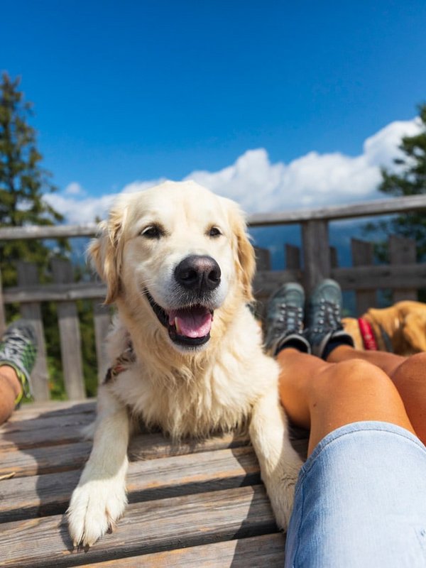 Ein glücklicher goldener Retriever liegt entspannt auf einer Holzliege.