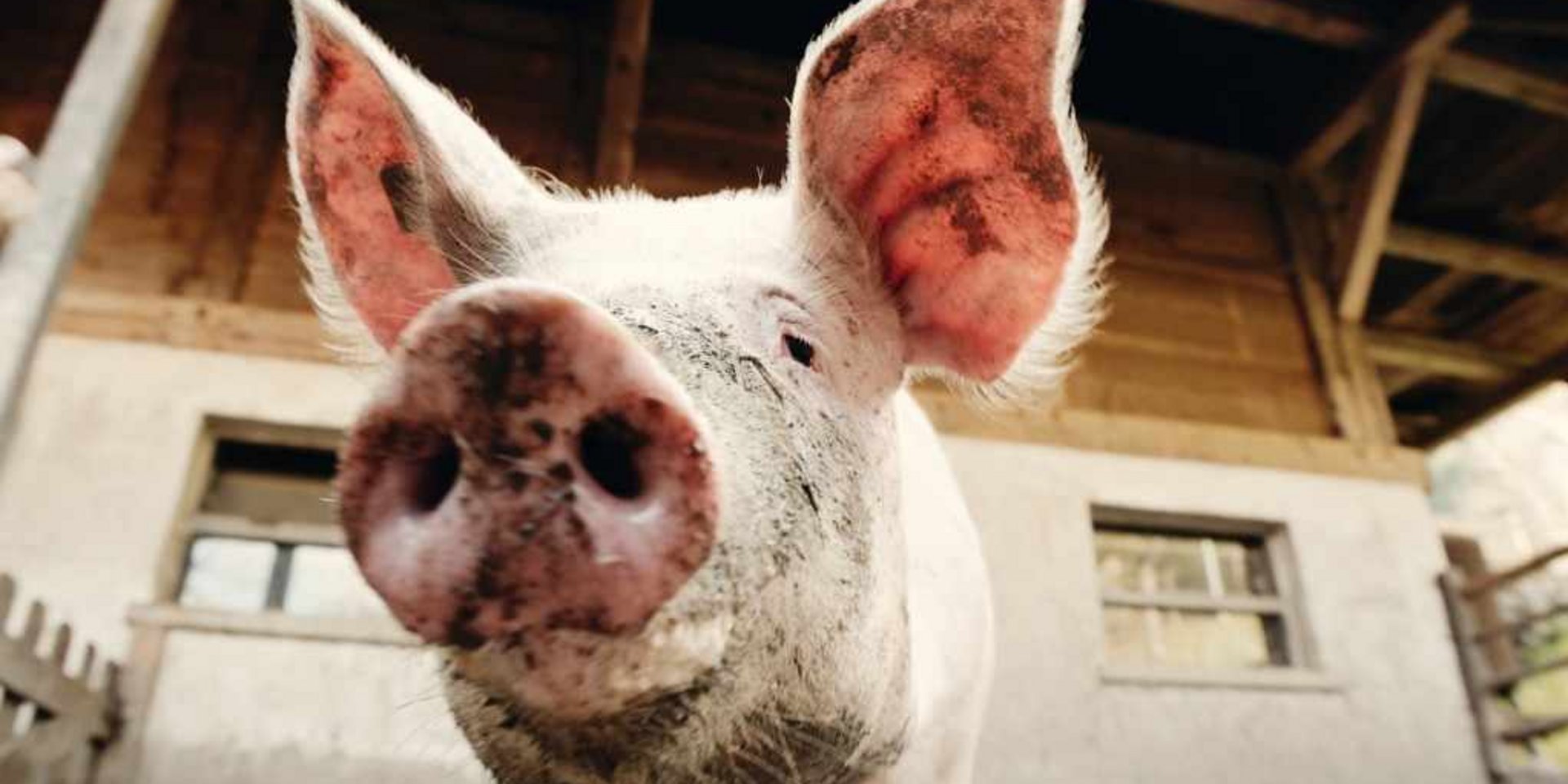 Nahaufnahme eines Schweins im Stall – Landwirtschaftsgeschichte und Nutztierhaltung.