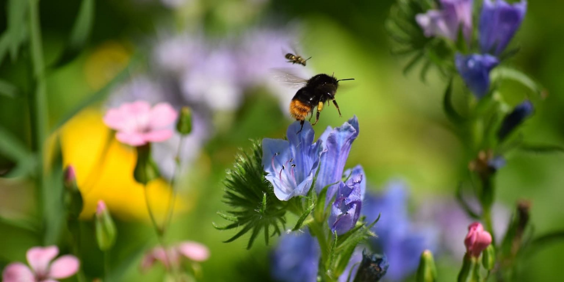 Eine Hummel sammelt Nektar auf einer leuchtend blauen Waldblume.